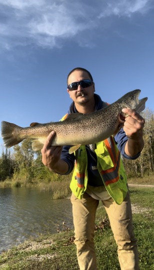 Brown Trout