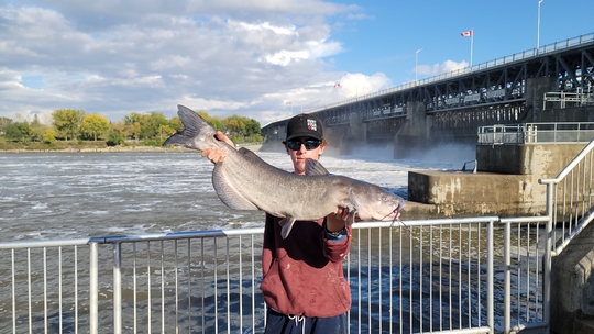 Channel Catfish