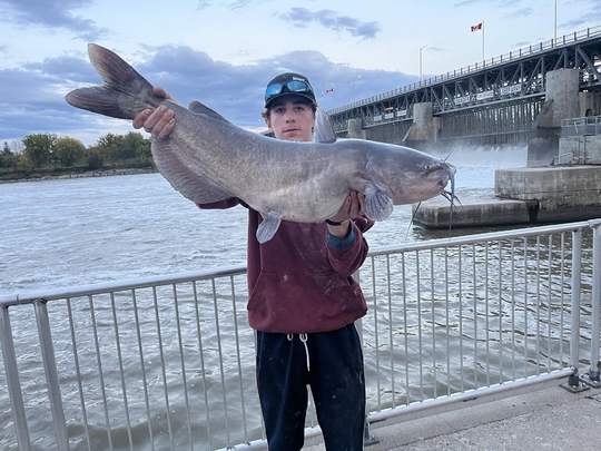 Channel Catfish