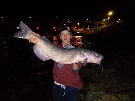 Channel Catfish