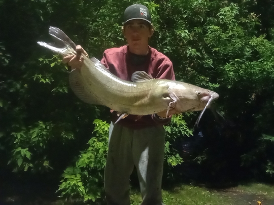 Channel Catfish