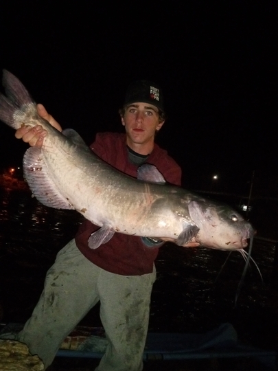 Channel Catfish