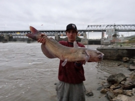 Channel Catfish