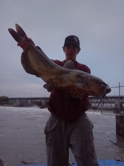 Channel Catfish