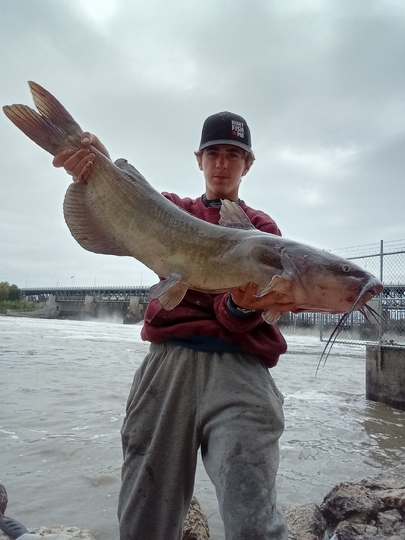 Channel Catfish