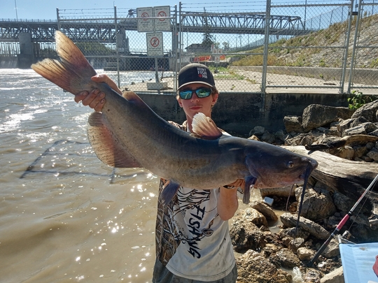 Channel Catfish