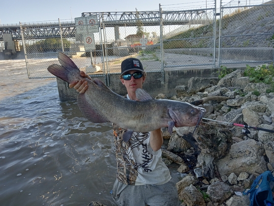 Channel Catfish