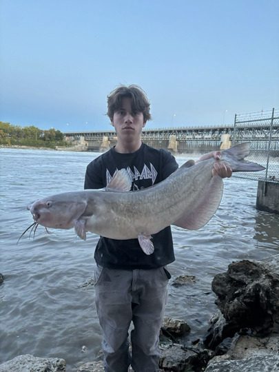 Channel Catfish