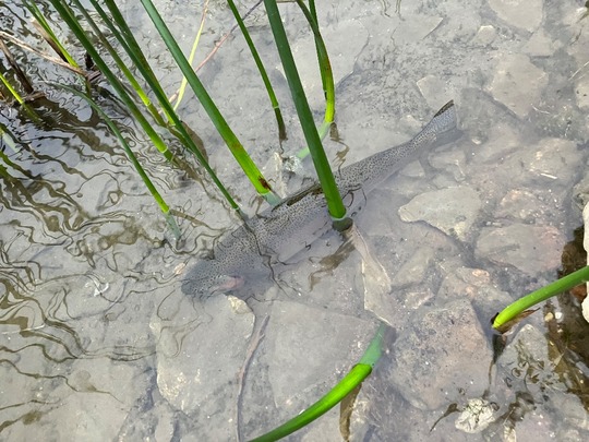 Rainbow Trout