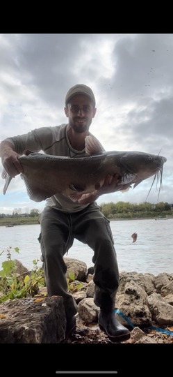 Channel Catfish