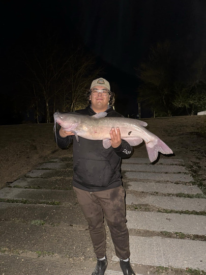 Channel Catfish