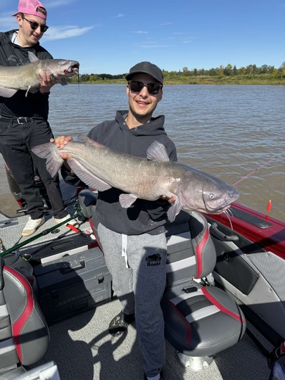 Channel Catfish