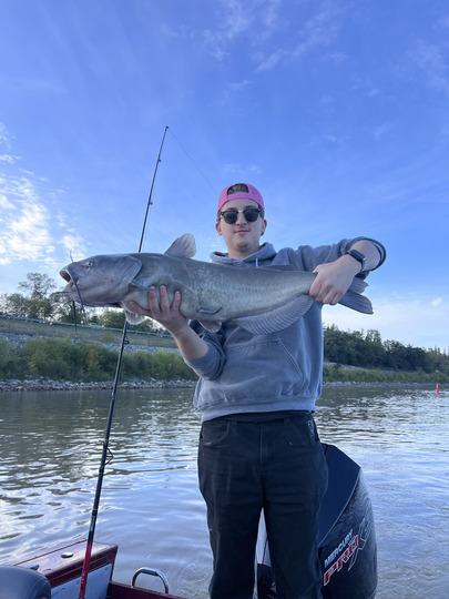 Channel Catfish