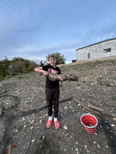 Channel Catfish