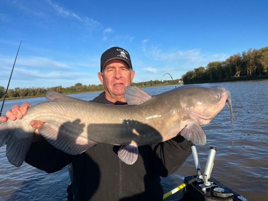 Channel Catfish