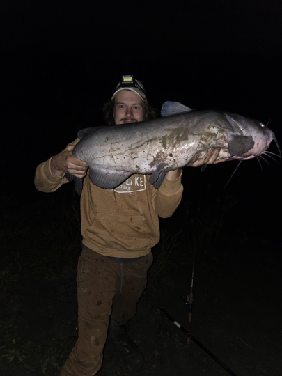 Channel Catfish