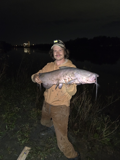 Channel Catfish