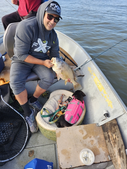 Freshwater Drum