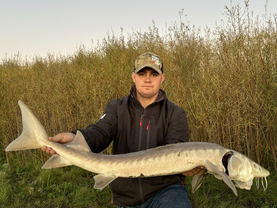 Lake Sturgeon