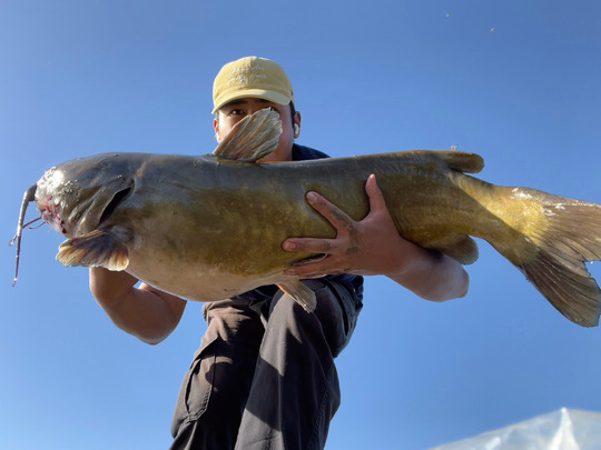 Channel Catfish