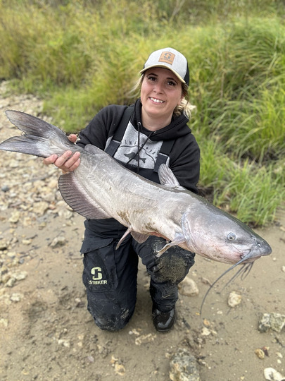 Channel Catfish