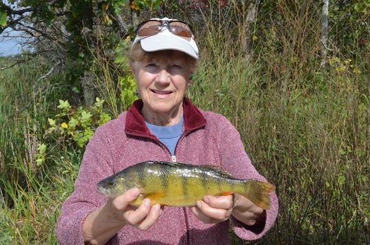 Yellow Perch