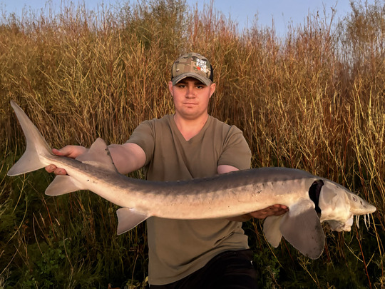 Lake Sturgeon