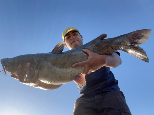 Channel Catfish