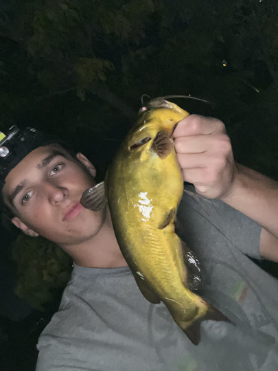 Bullhead