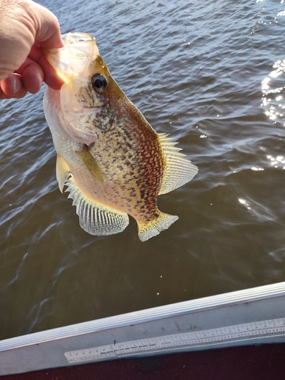 Black Crappie