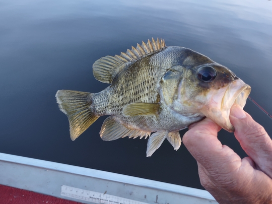 Rock Bass