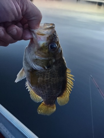 Rock Bass