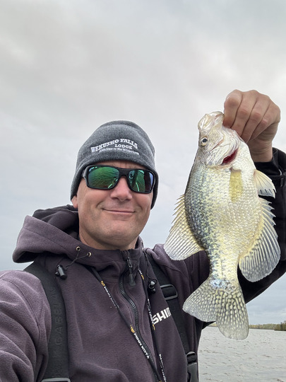 Black Crappie