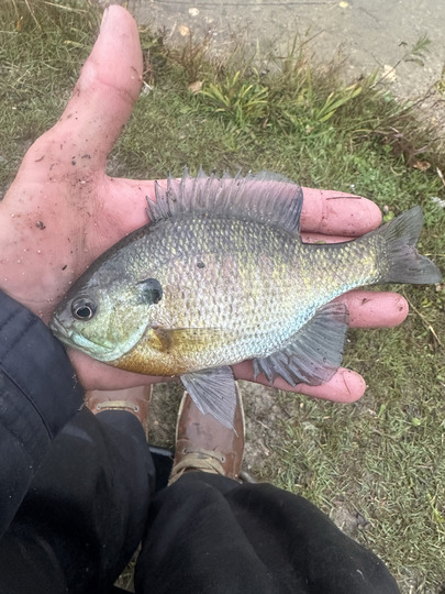 Sunfish