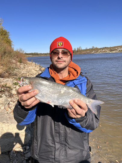Goldeye