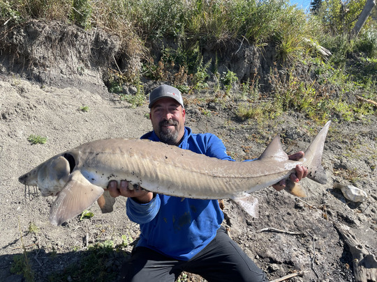 Lake Sturgeon