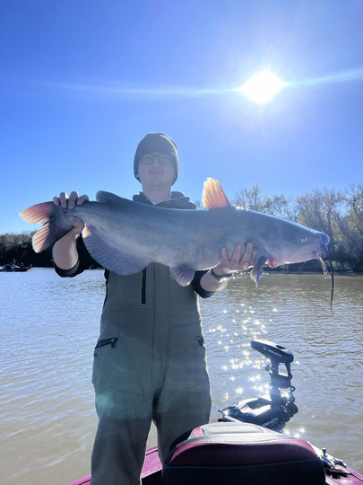 Channel Catfish