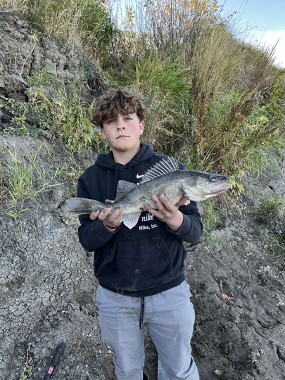 Sauger