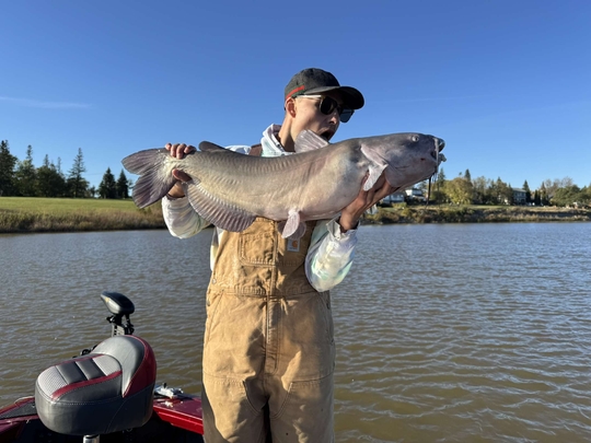 Channel Catfish