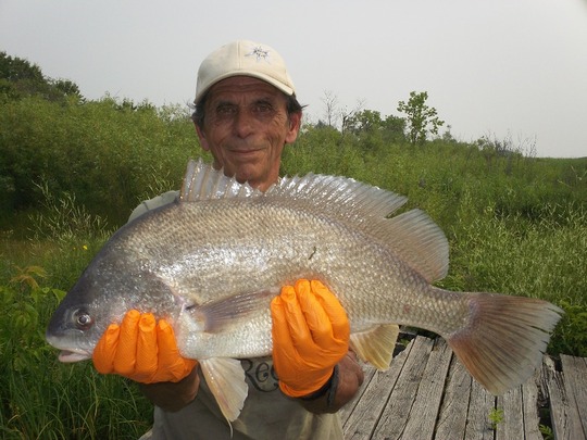 Freshwater Drum