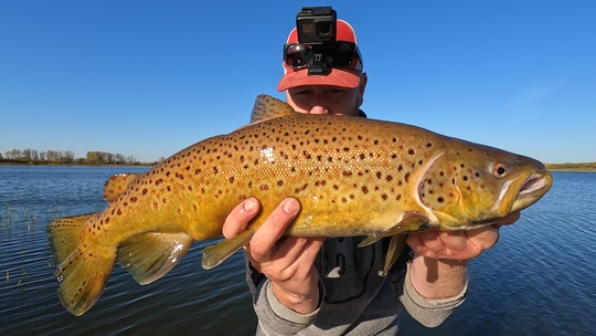 Brown Trout