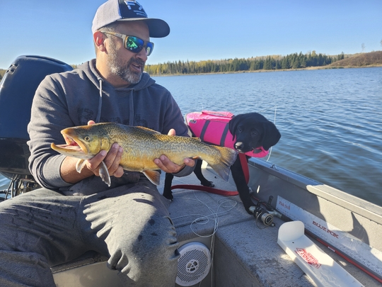 Tiger Trout