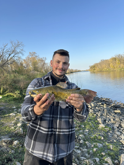 Bullhead