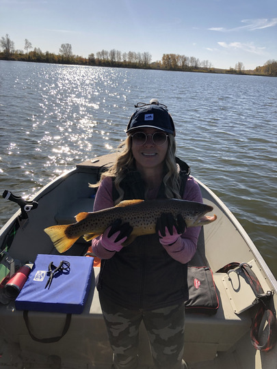 Brown Trout