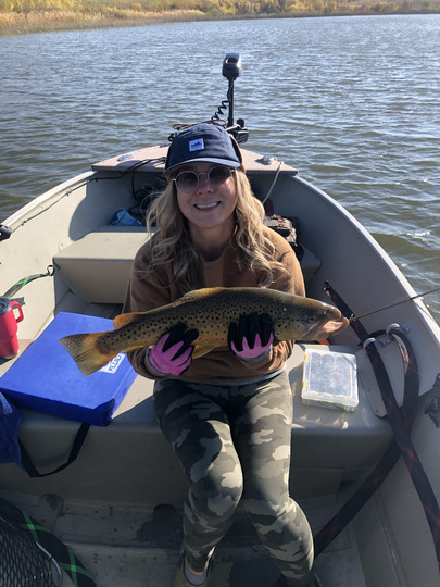 Brown Trout