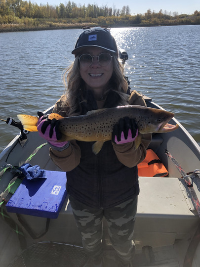 Brown Trout