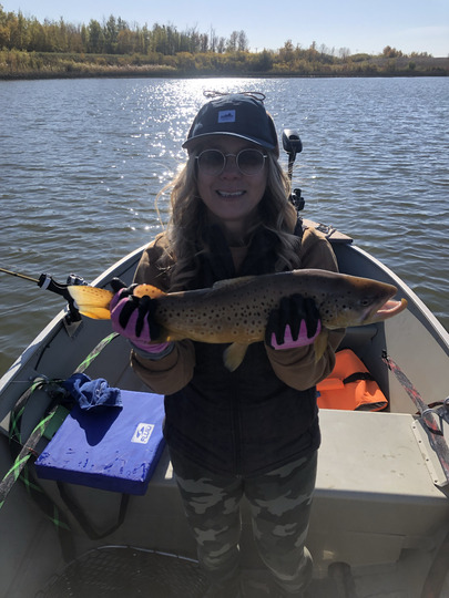 Brown Trout