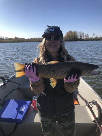 Brown Trout