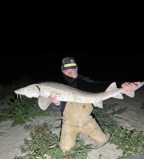 Lake Sturgeon