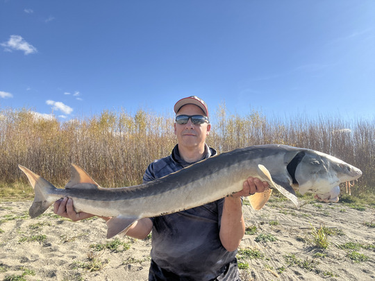 Lake Sturgeon